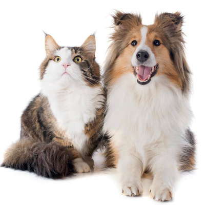 Kit de prueba de antígeno del virus de la depresión canina proveedor