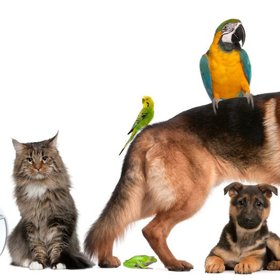 Perros con kit de pruebas de brucelosis proveedor