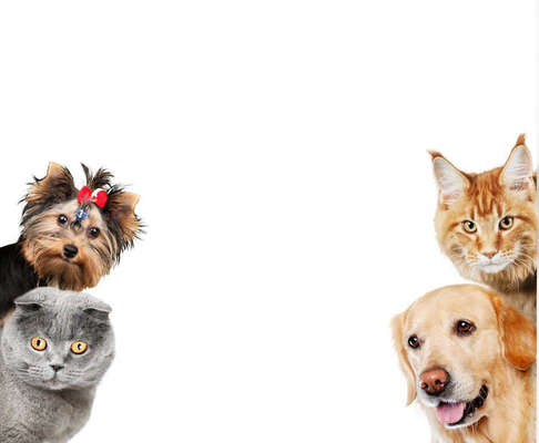 Kit de prueba de antígeno del virus de la depresión canina proveedor