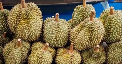 Kit de pruebas de metal pesado de cadmio para el durián   Detección rápida de contaminación por Cd en la fruta proveedor